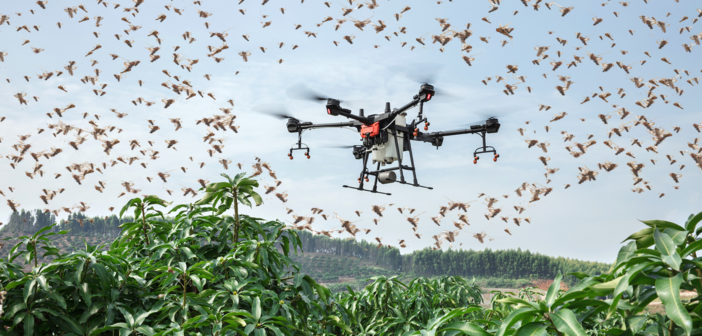 South Africa farmers battle to control locust swarms of biblical proportions