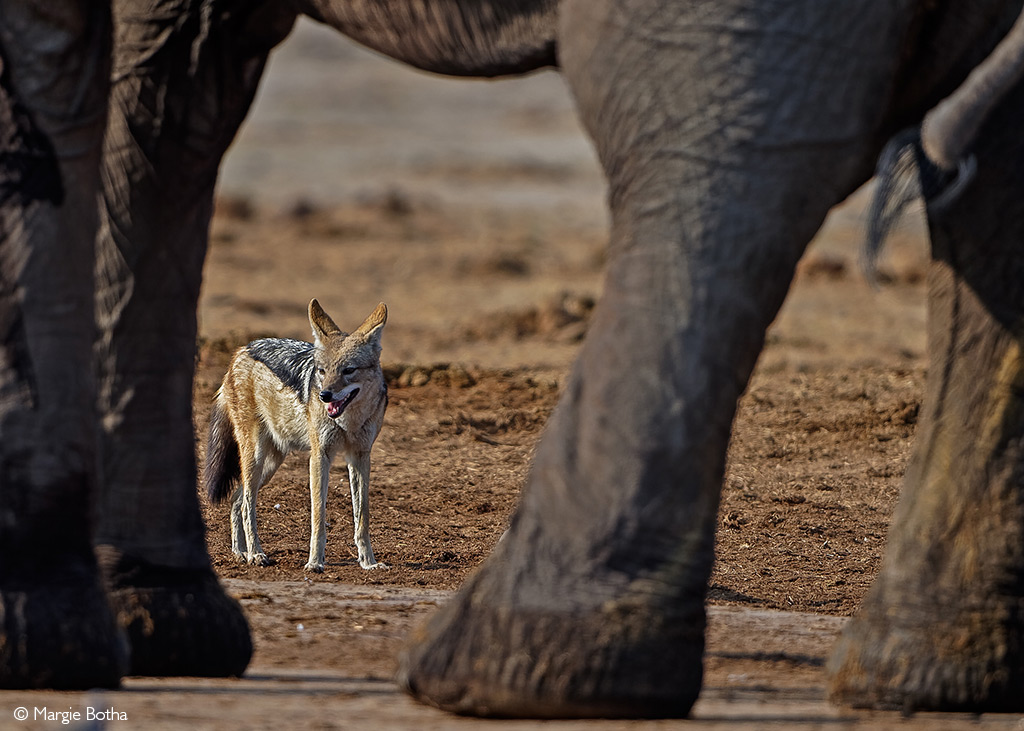 Jackal of Africa