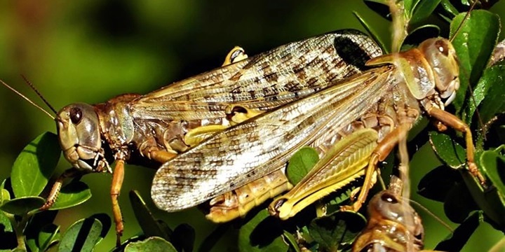 Worst locust infestation in 25 years lays waste to swathes of valuable grazing in Eastern Cape