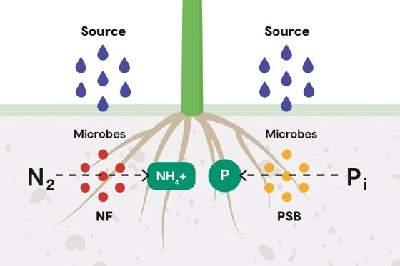 Detecting crop nitrogen with hyperspectral sensors on planes