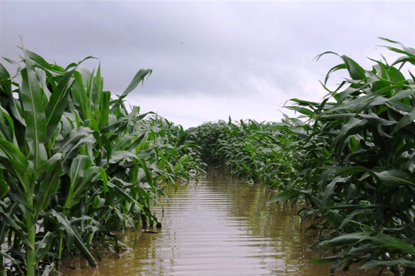 Too much rain means no grain: Farmers and industry watchers look skyward for a sunny reprieve