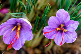 The Top 7 Saffron Benefits You Need to Know About