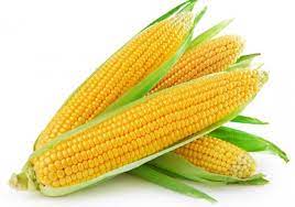  OVERVIEW SWEETCORN-  March 2022