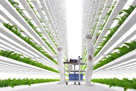 Vertical Harvest Farms: A case study in productive and efficient vertical farms