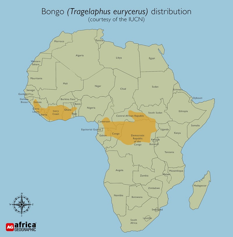 Bongo -The most mysterious antelope in Africa