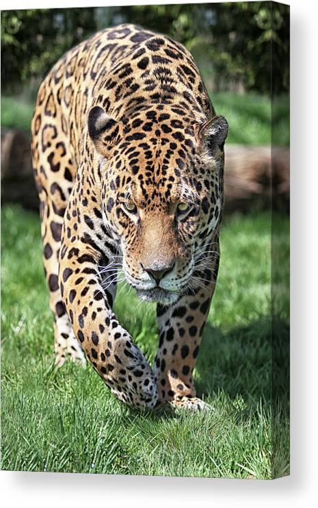 The illegal jaguar trade is thriving online. Why aren’t governments stopping it?