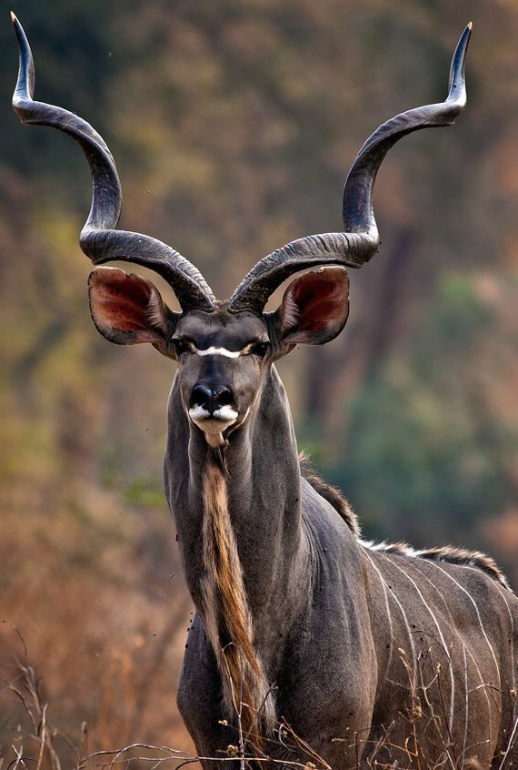 Doe-eyed grace and elegance- Kudu