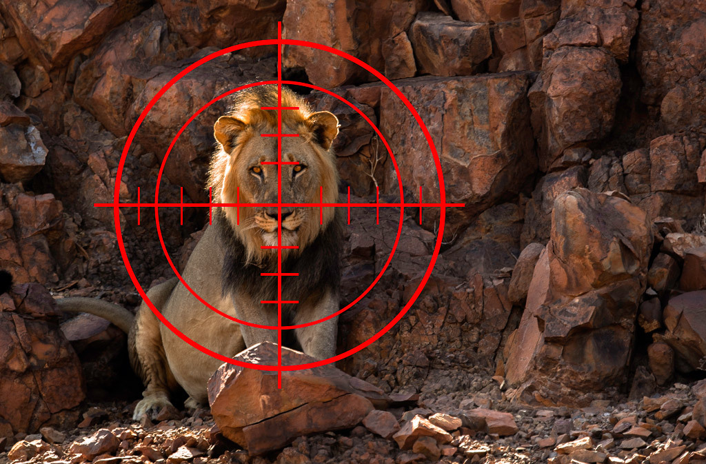 Trophy hunted: Namibian desert-adapted lion – here are the facts