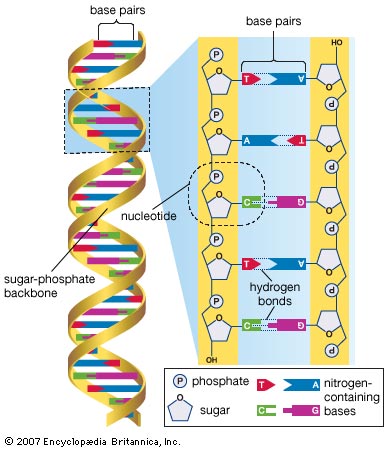 Nucleotides – the  building blocks of life