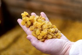  Raisins South Africa highlights “world-class agronomy”