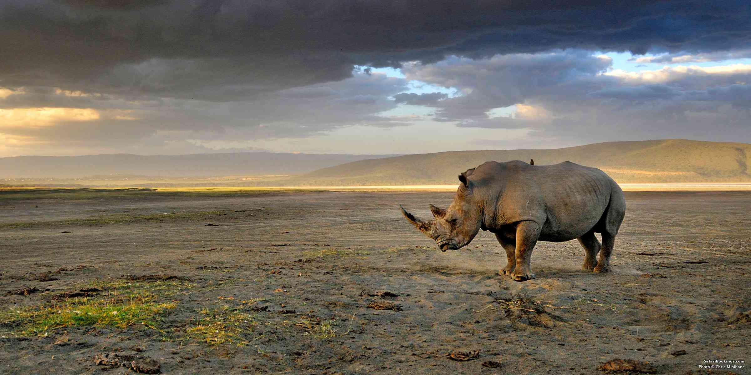Grazing and digging put some herbivores at greater risk from toxic elements in soil – new research