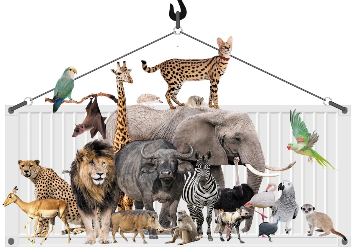 South Africa exports millions of creatures great and small in shadowy global wildlife trade
