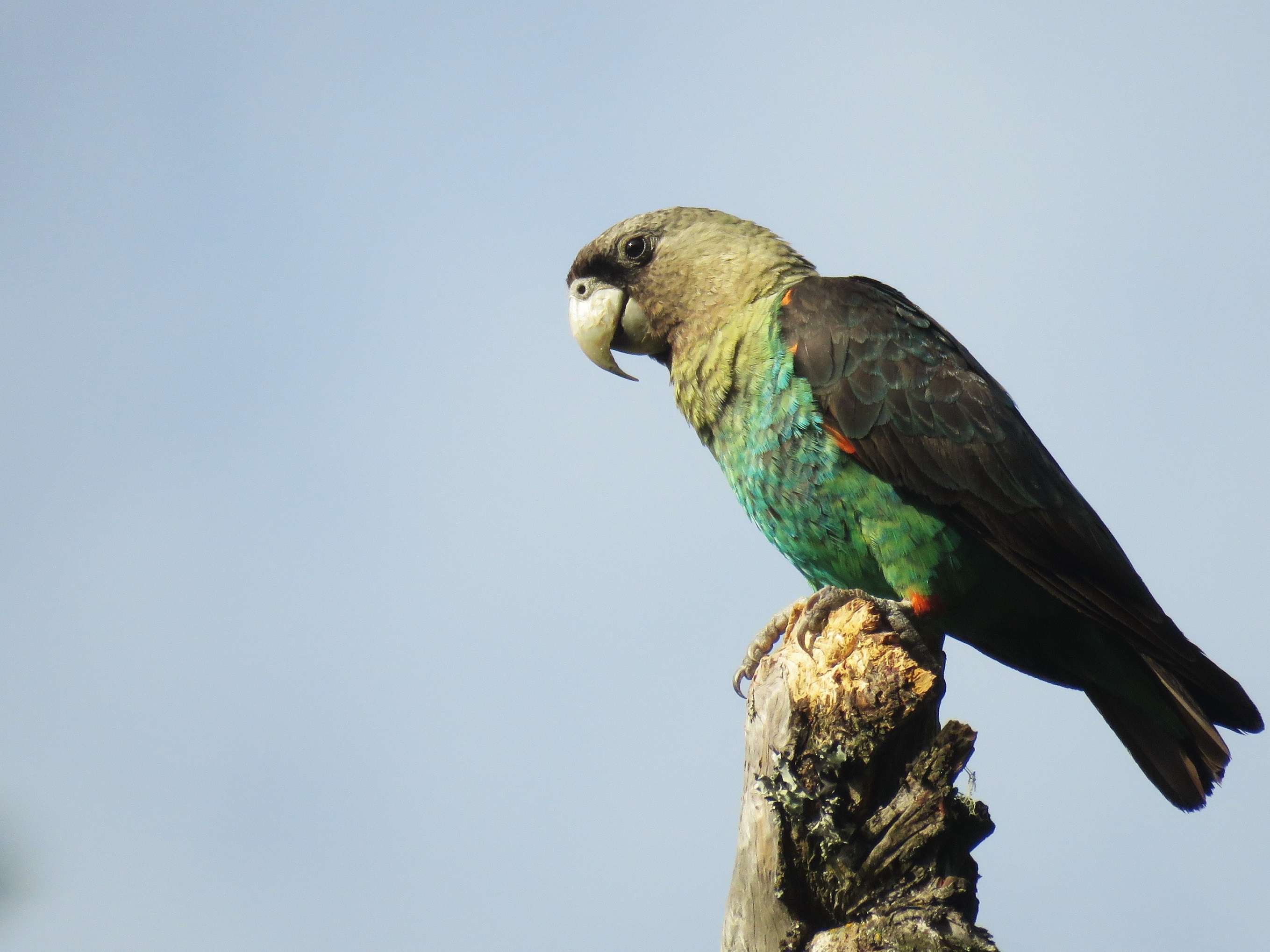 Africa's  Parrots-  