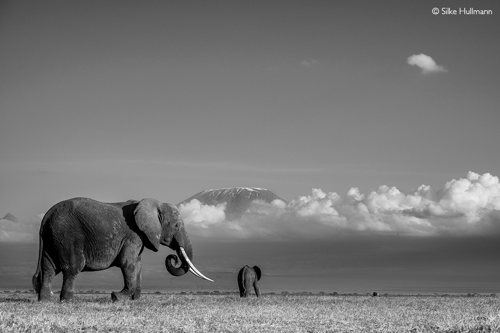 Conservationists condemn Namibia’s plan to cull 723 wildlife amidst drought – MEFT responds