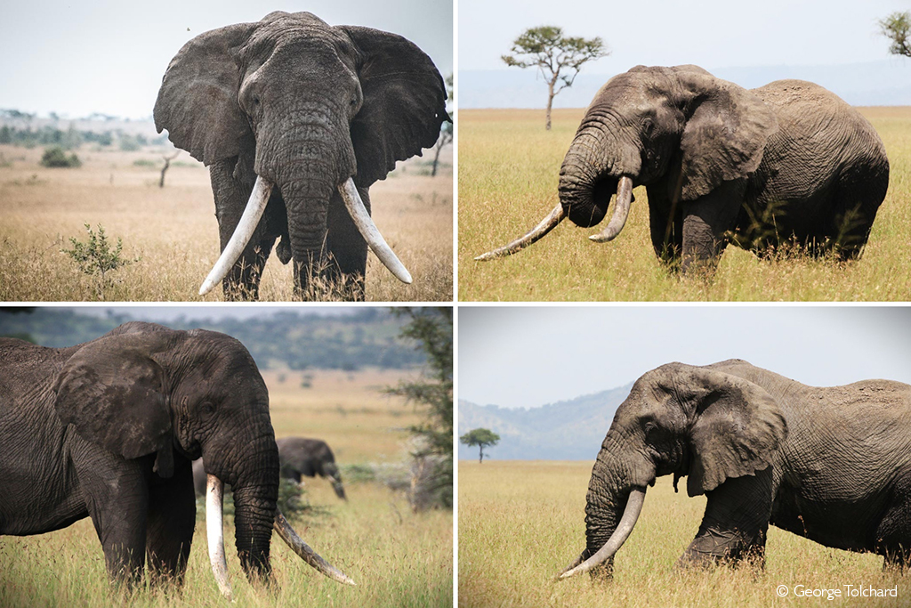 Has Zito the cross-border super tusker been trophy hunted in Tanzania? 