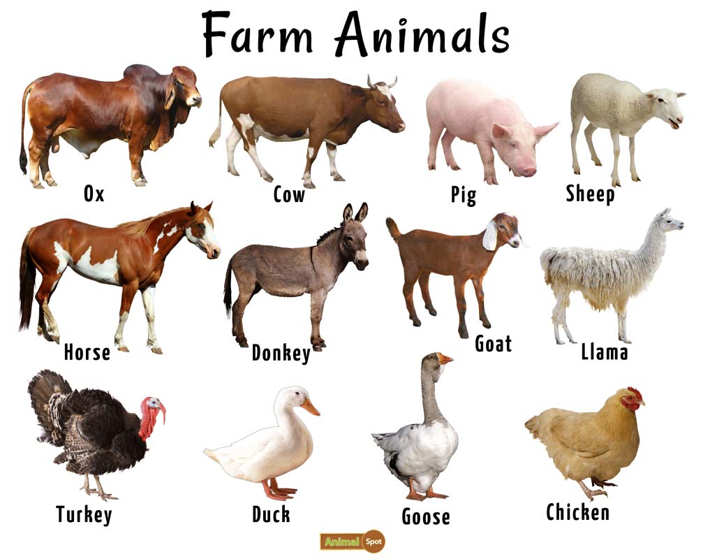 Government and industry’s efforts to control animal disease spread must be lauded