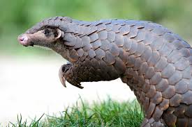 Giant pangolin rediscovered in Senegal