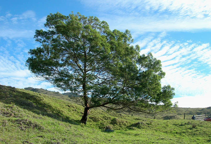 Black wattle as firewood: how South African communities are putting invasive species to work