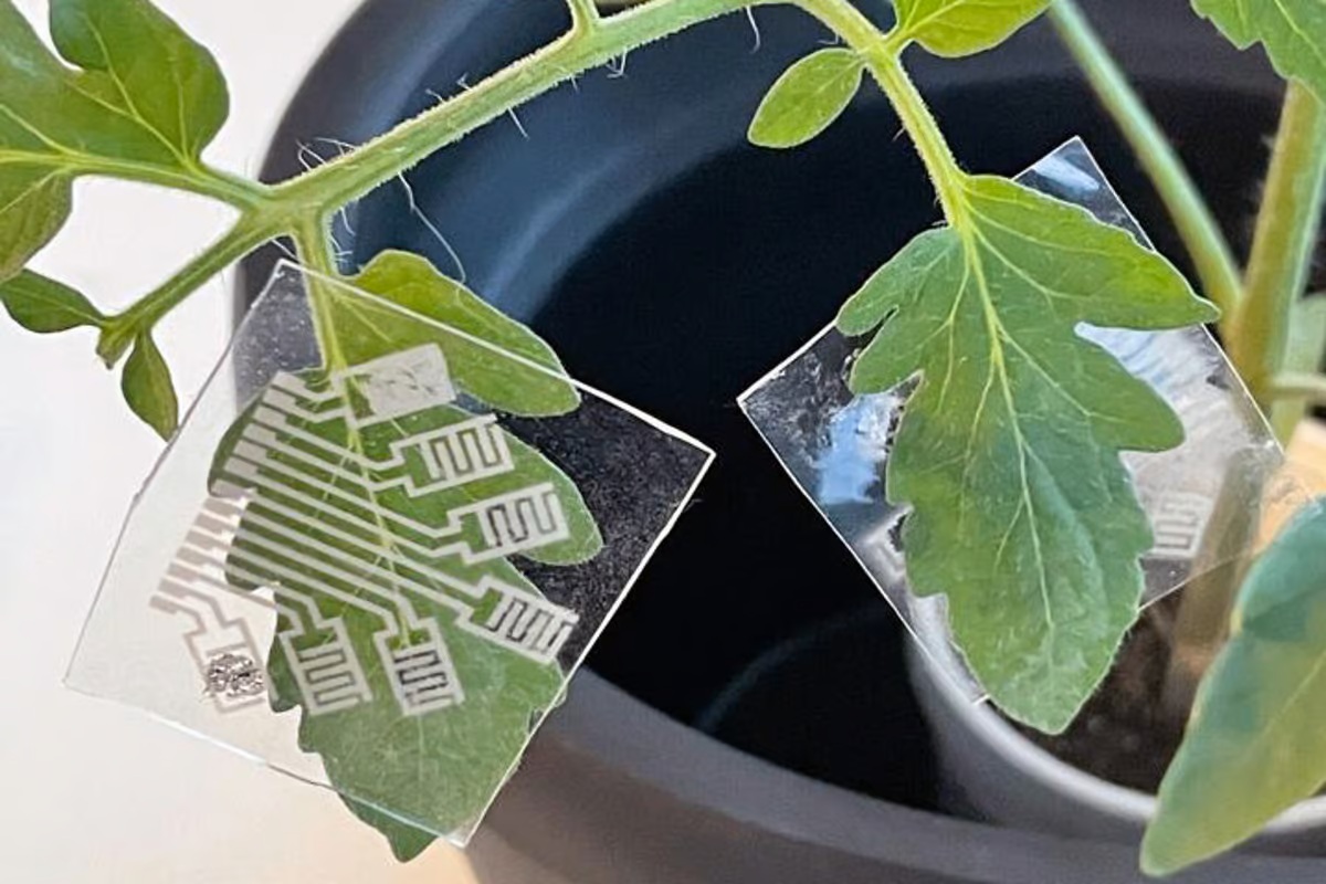 Researchers unveil first-of-its-kind sensor to boost crop growth: 'Opens new avenues for understanding'