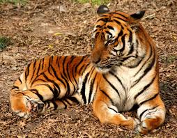 SA government continues to defend odious trade in tigers, perpetuating their suffering in captivity