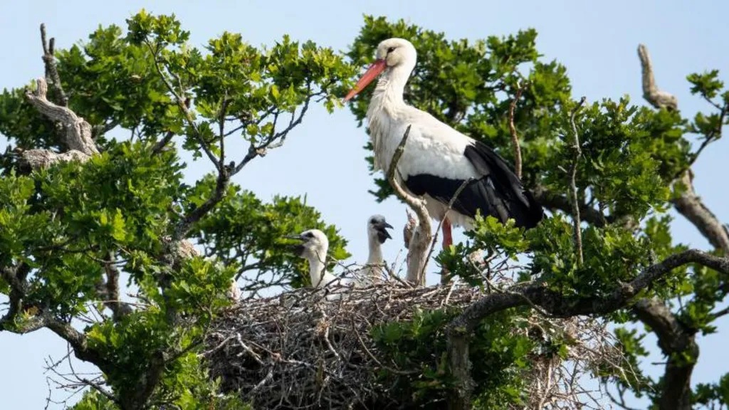 White storks back in London after 600-year absence