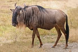 The great wildebeest migration, seen from space: satellites and AI are helping count Africa’s wildlife