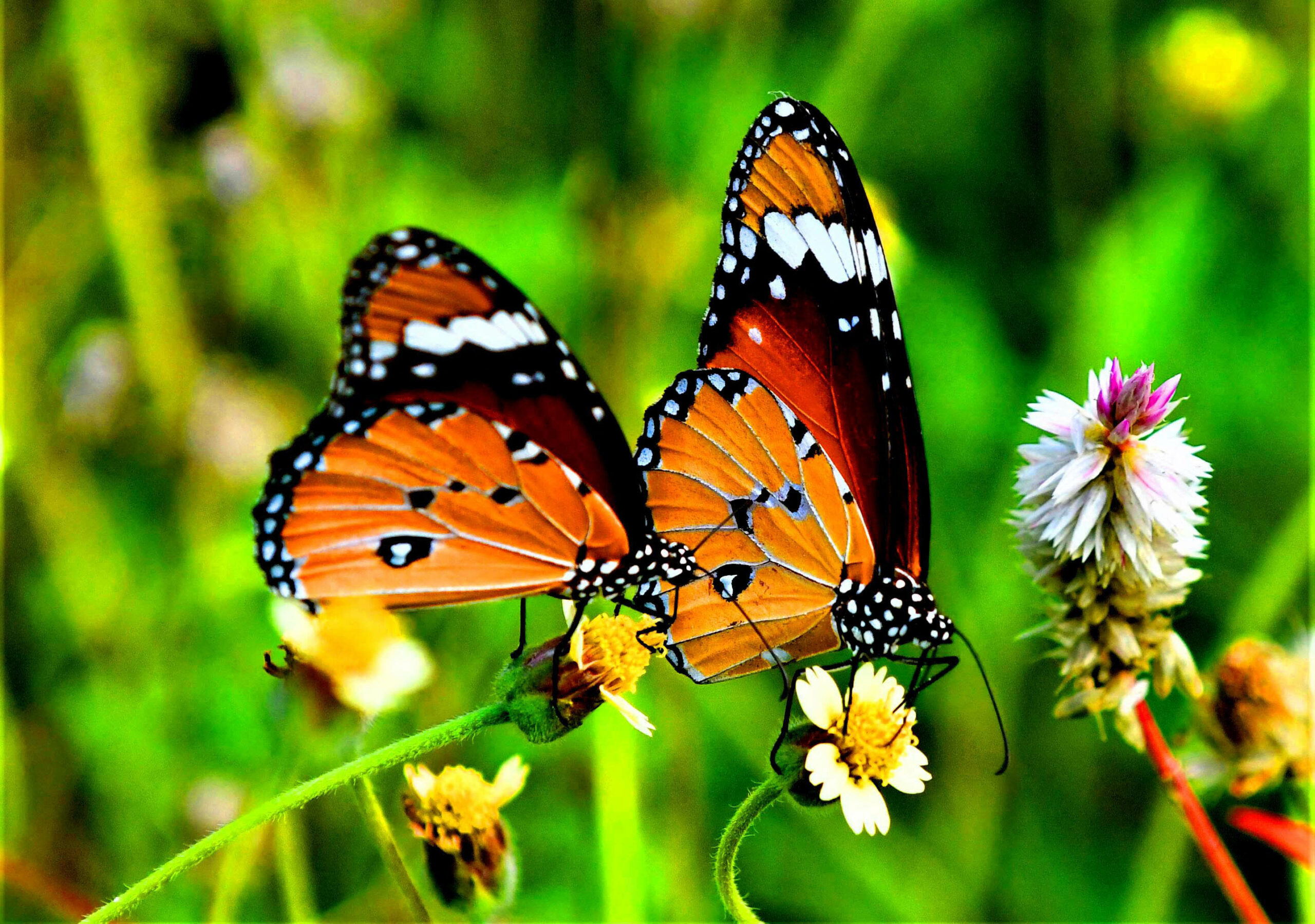 A global butterfly index could advance insect conservation worldwide