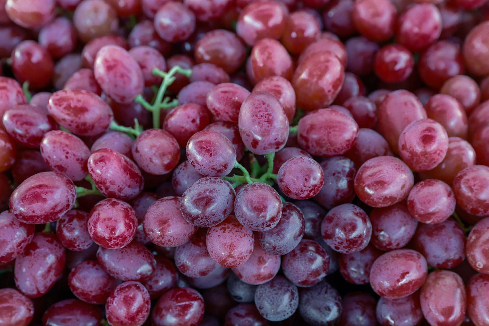 Table grape industry's challenges illustrate the urgency of modernising logistics