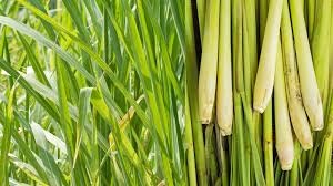 Lemongrass Farming in Kenya 2026 