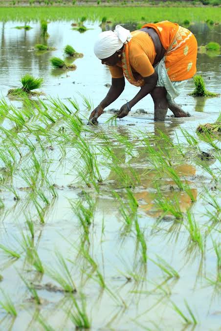 The quiet erosion: What has happened to subsistence farming in South Africa?