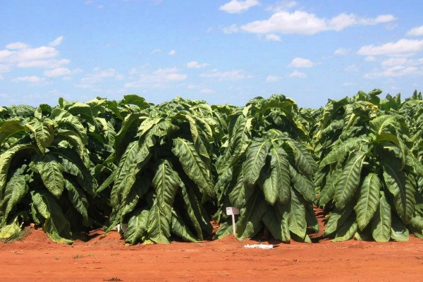 The Quality Excuse Doesn't Hold: What Zimbabwe's Tobacco Data Is Actually Saying