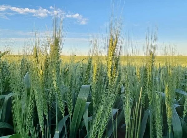 Major events in the global wheat market that matter for South Africans