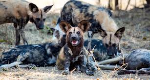 3 African wild dogs travelled over 4,000km to find mates – why that’s good news for the endangered species