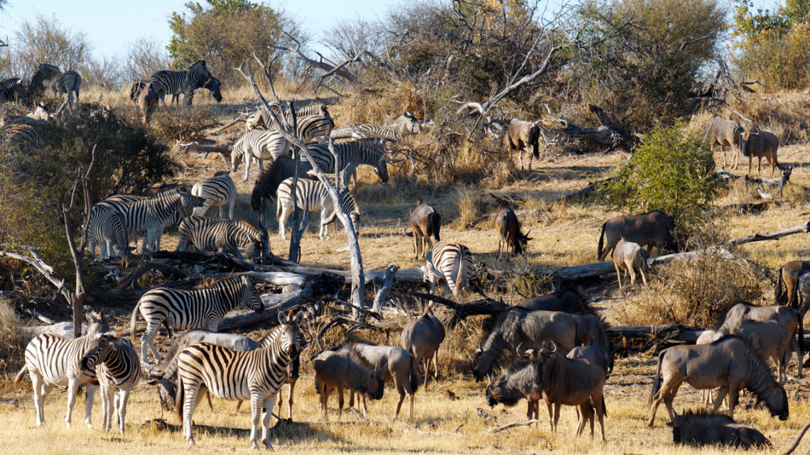 Removing Southern African fences may help wildlife, boost economy