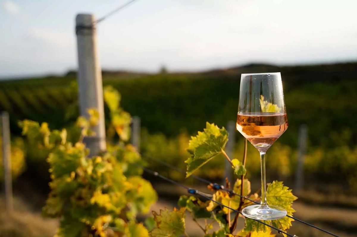 From Stellenbosch to Napa Valley: New World winery map measures the terroir of every vineyard on the planet