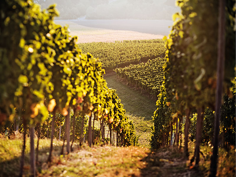 Standing together: Why supporting our winelands matters most right now
