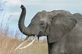 Battle for the soul of conservation – compassion vs biology