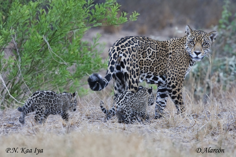 Game ranching in South Africa