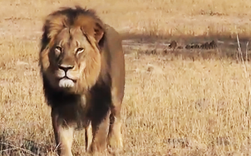 The Limits of Permission: When Wildlife Trade Outruns the Law