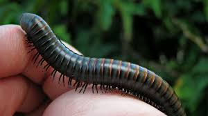Millipedes – 10 facts that we find interesting