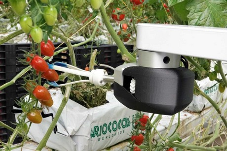 The robot that picks ripe tomatoes