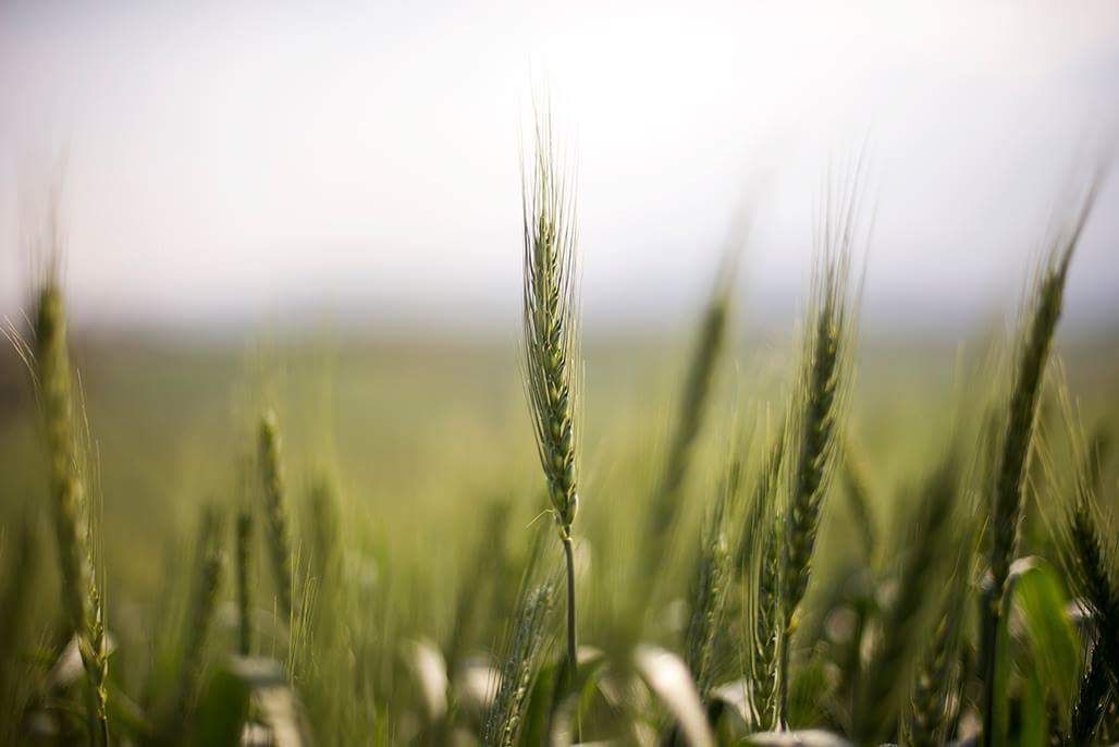 Some optimism about South Africa's 2024-25 winter crop production