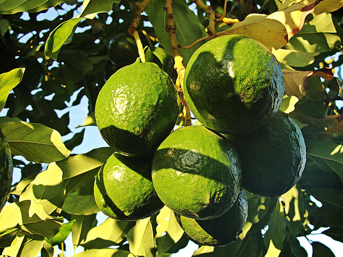 South African off-season avocados: “There are a lot of hectares coming”