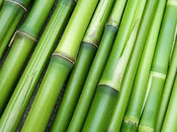 Bamboo, the industry of the future.- especially for South Africa 