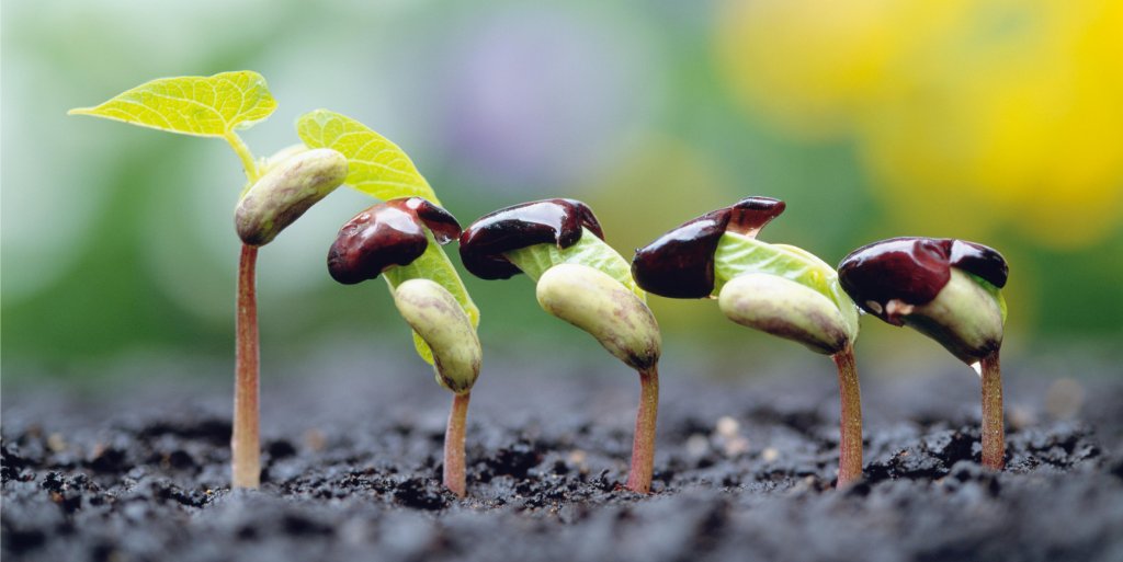 Modern crop improvement takes a historical approach