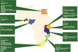 Africa planted a total of 3.14 million hectares of biotech crops