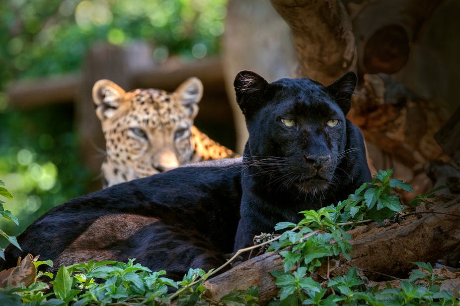 The why, what and where of the world’s black leopards