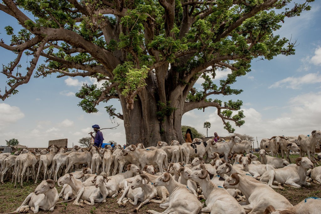  The Beloved Baobab Tree Is the ‘Pride - Africa 