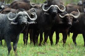 Hunting trophy ban must be backed by a global fund to support communities living with wildlife