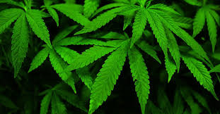 How cannabis can solve South Africa’s economic crisis